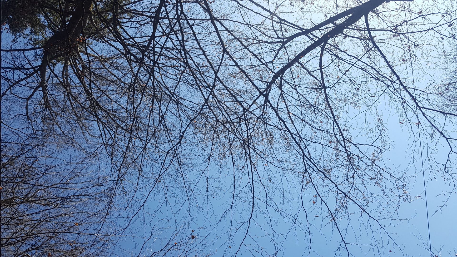 Wald